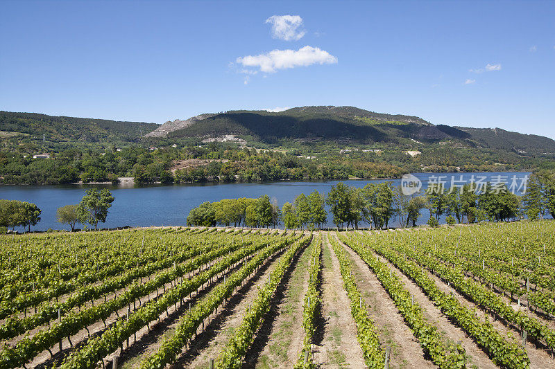 Ribeira sacra的葡萄园